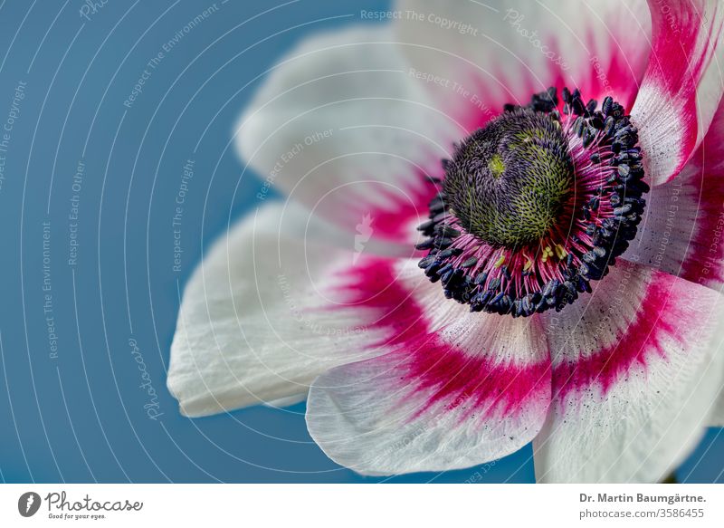 Anemone coronaria, ein weiß und rot gefärbter Stamm Kuhschelle Mohn Blume Blütenblätter Ausdauer Nahaufnahme mediterran tuberös herbaceus perenneal giftig