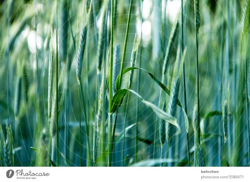 oder auch zwei;)) Feld Getreide Getreidefeld Gerste Roggen Weizen Hafer Sommer Landwirtschaft Ähren Natur Kornfeld Lebensmittel Ernährung Pflanze Nutzpflanze