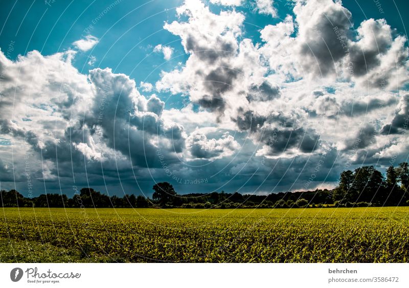 feldstudie Wolken Farbfoto Umwelt Bäume Feld Jahreszeiten Wiese Natur Himmel Landschaft Wetter Menschenleer Idylle Außenaufnahme schön Heimat Acker