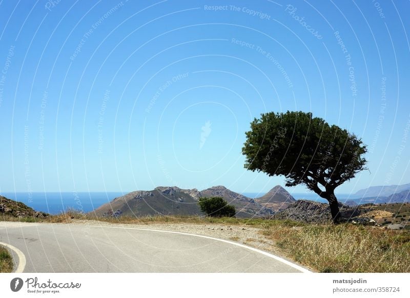 Einsamer Baum an der Straße Natur Himmel Wolkenloser Himmel Horizont Schönes Wetter Hügel blau braun türkis Farbfoto Außenaufnahme Menschenleer Tag