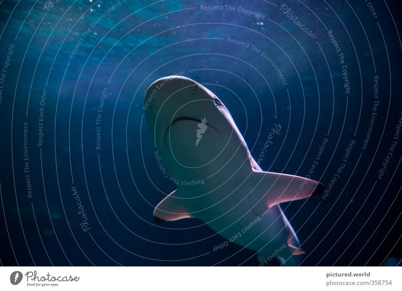 "Shark" - Der Hai Freizeit & Hobby Ferien & Urlaub & Reisen Abenteuer Freiheit Kreuzfahrt Meer Wellen Schwimmen & Baden tauchen Natur Tier Wasser Sommer Küste