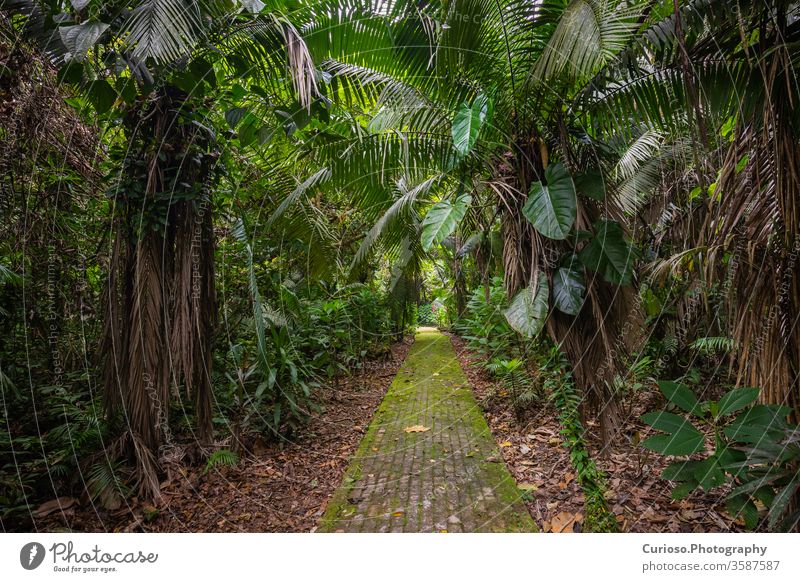 Amazonas. Tropischer Regenwald. Dschungel-Landschaft. Amazonas-Yasuni-Nationalpark, Ecuador. Südamerika. Koka yasuni Süden Abenteuer Hintergrund schön Schönheit