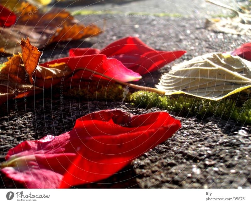 Herbstlaub Licht Rosenblätter Blatt rot intensiv Sonne Beleuchtung Stein Farbe Moos