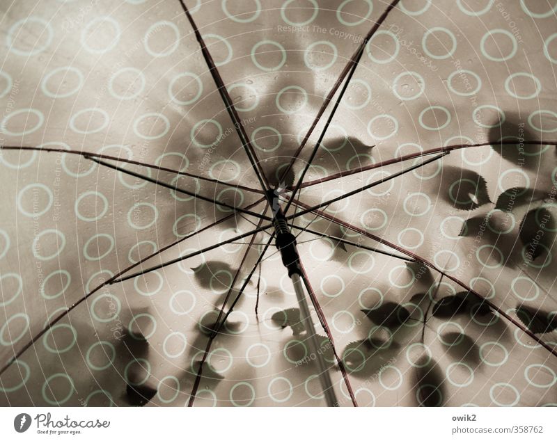 Rettungsschirm Natur Pflanze Klima Wetter schlechtes Wetter Regen Baum Blatt Schirm Metall Kunststoff nass Design Fürsorge Umwelt Schutz Schutzdach Gestell