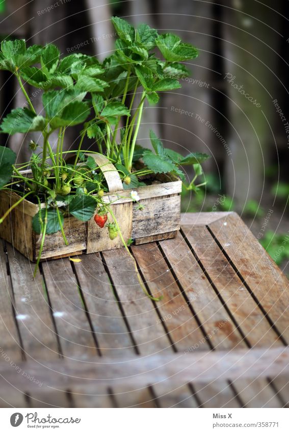 Eine Erdbeere Lebensmittel Frucht Ernährung Bioprodukte Garten Tisch Wachstum klein lecker süß unreif Gartenarbeit Erdbeeren Korb Ernte anbauen Gartenmöbel