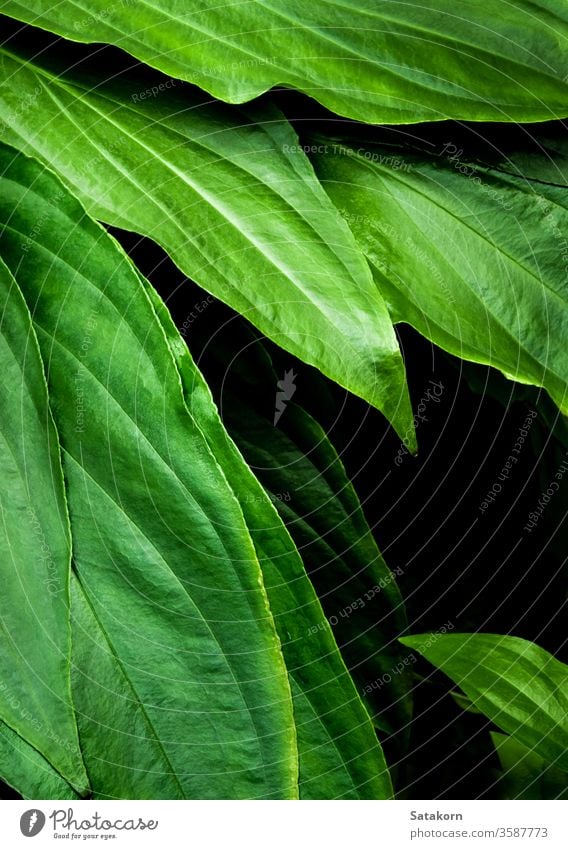 Frisches tropisches Laub erscheint in dunklem Ton als reifer Waldhintergrund grün Blatt Natur Muster Pflanze geblümt Oberfläche fruchtbar weit verbreitet