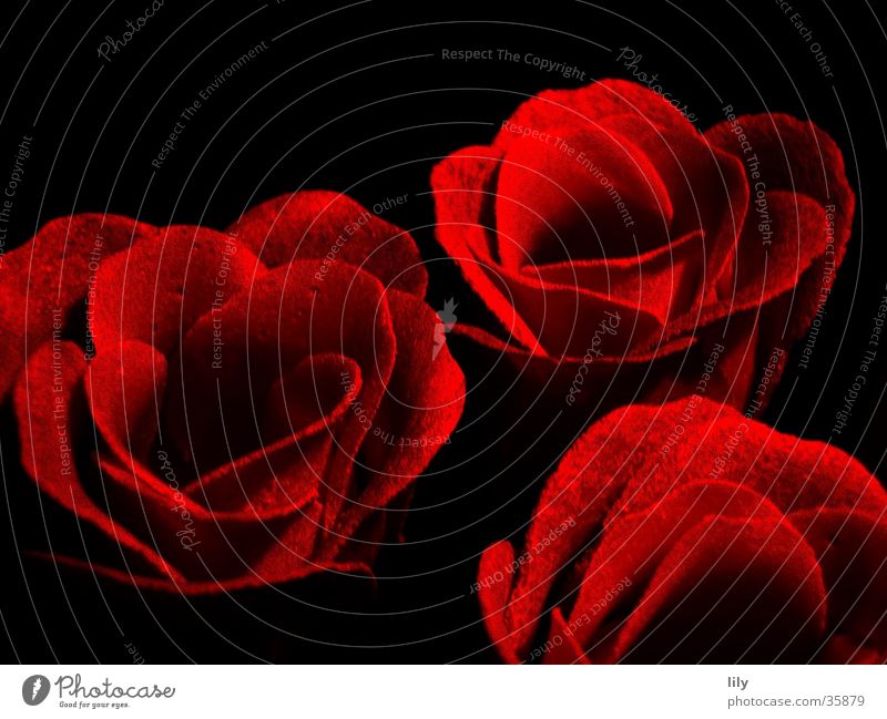 red roses Rose schwarz rot Romantik Seife Kosmetik Rosenblüte Makroaufnahme Nahaufnahme Farbe der Liebe Savon Kitsch Badezusatz Duftbad Valentinstag