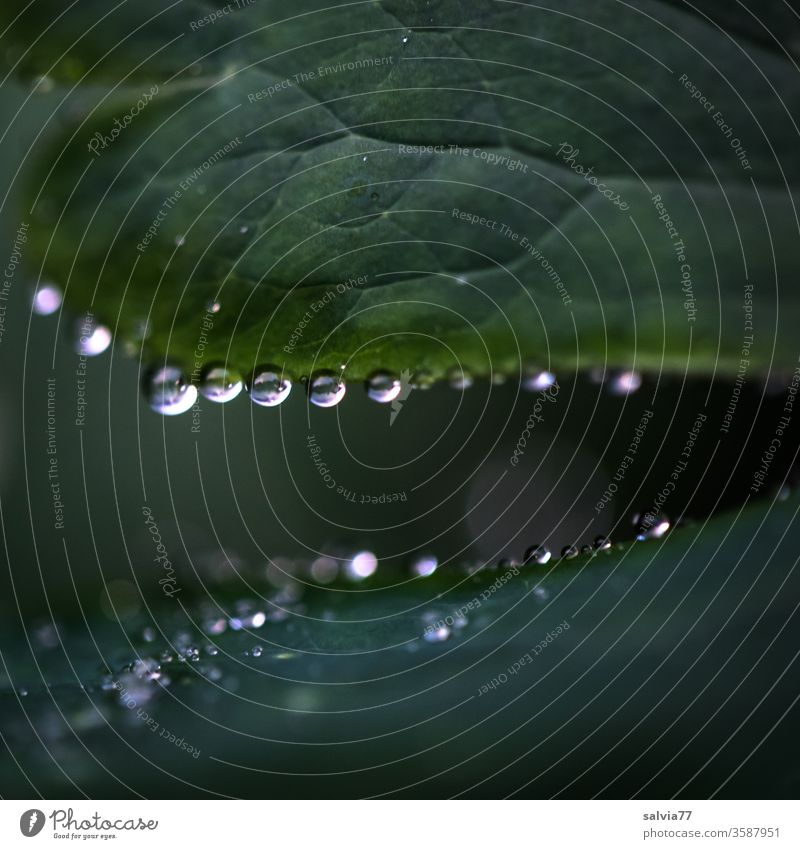 lebensnotwendig | Photosynthese Blatt Wasser Pflanze Makroaufnahme Wassertropfen Regen nass Natur Tropfen Blattadern Grünpflanze grün Reflexion & Spiegelung Tau