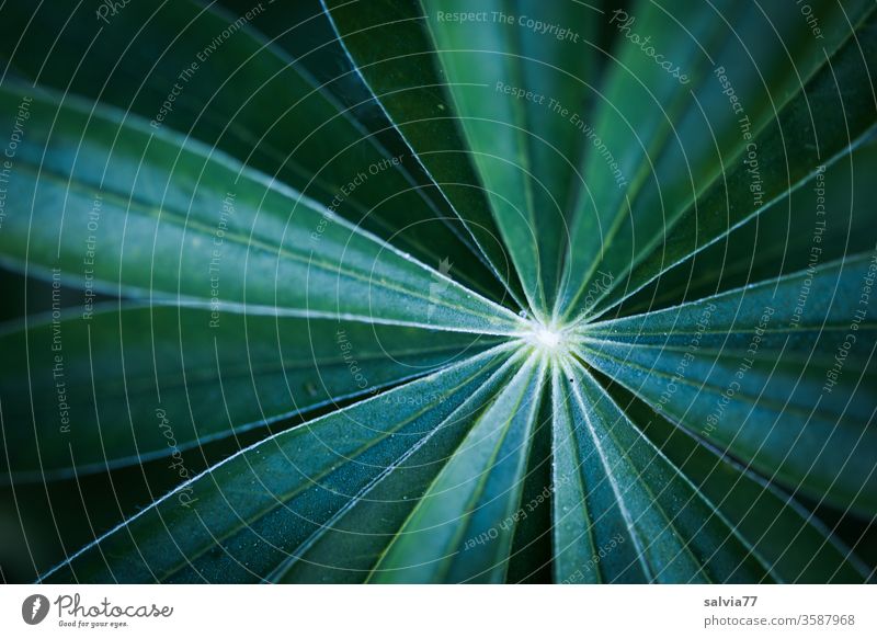 Symmetrie | Lupinenblatt Natur Pflanze Formen und Strukturen Strukturen & Formen Nahaufnahme grün Detailaufnahme symmetrisch Zentrum sternförmig Linien Fächer