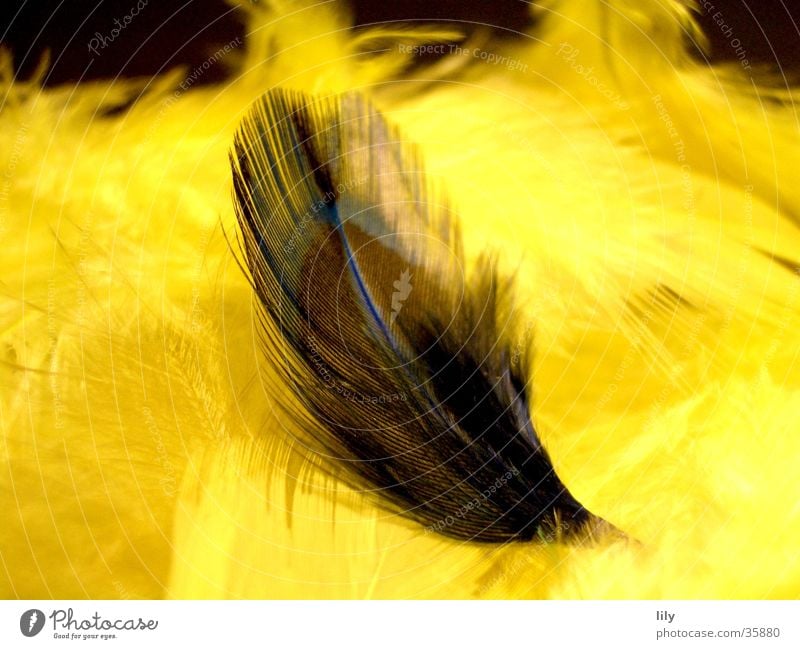 Feder auf Federn gelb dunkel mehrfarbig weich obskur Kontrast