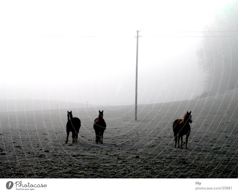 Pferde im Nebel geheimnisvoll Stimmung Neugier Raureif Frost Weide Freiheit Glück Wintermorgen