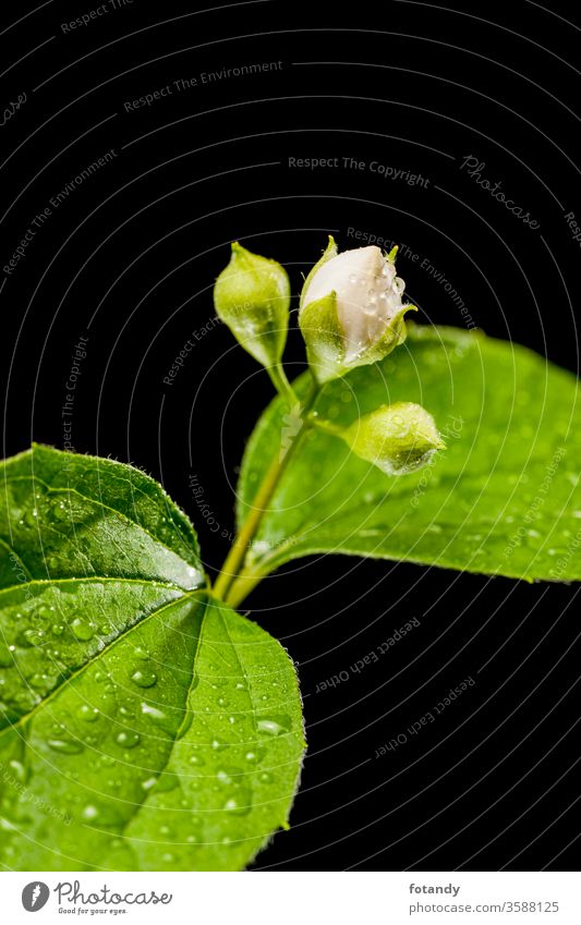 Knospen eines Philadelphus coronarius auf schwarz_Blende 16 Natur pflanze Flora Grün vertikal nass feucht regennass Blüten erblühen Frühling Gartenpflanze