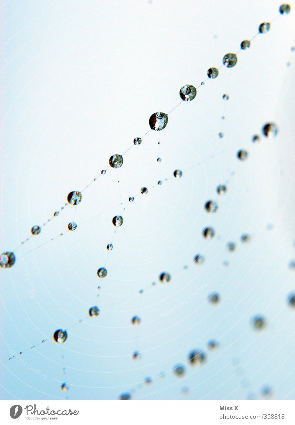 Perlen Wasser Wassertropfen Spinne nass blau Natur Netzwerk Perlenkette Spinnennetz Tau Tropfen Gitter Farbfoto mehrfarbig Außenaufnahme Nahaufnahme