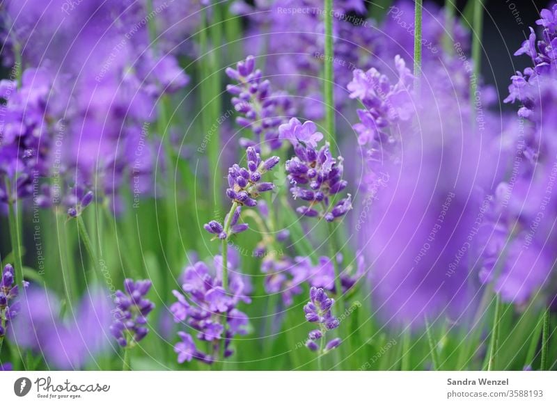 Lavendel Garten Beet Terrassenpflanze Blüte Sommer Bienennahrung Nektar Lila Duft duftig