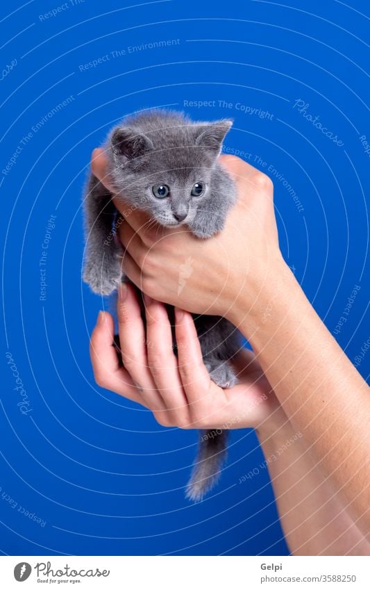 Kleines Kätzchen mit grauem Haar katzenhaft Katze Katzenbaby Welpe heimisch Fell Tier blau Hand Porträt Haustier Säugetier Reinrassig jung Behaarung vereinzelt