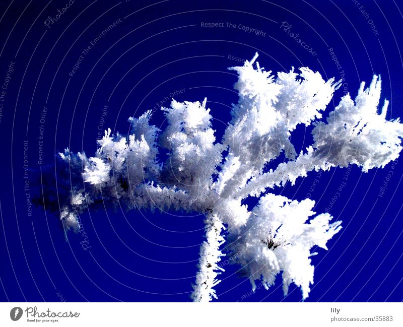 Eisblume weiß kalt Klirren zerbrechlich schön Raureif Frost Ast Ästchen Sonne Blauer Himmel blau Kontrast