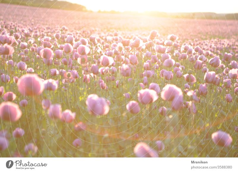 Abendstimmung im Mohnfeld mohnblumen Mohnkapsel rosa Mohnblüte backmohn Sonnenuntergang Abenddämmerung Feld Feldfrüchte Horizont draußensein Landschaftsformen