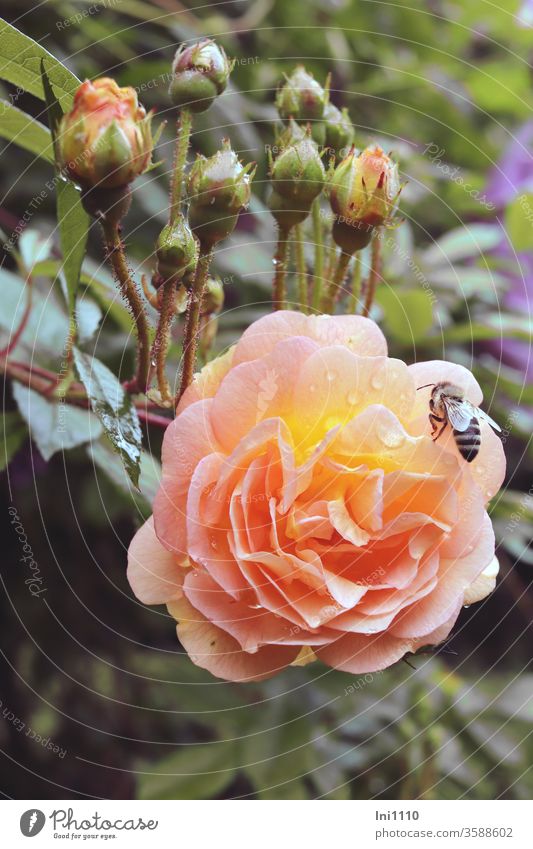 Kletterrose Blüte mit Bienchen und vielen Knospen Regentropfen Clematis gefüllt Biene Duft Rosenduft betörend apricot cremegelb cremeweiß Honigbiene Tröpfchen