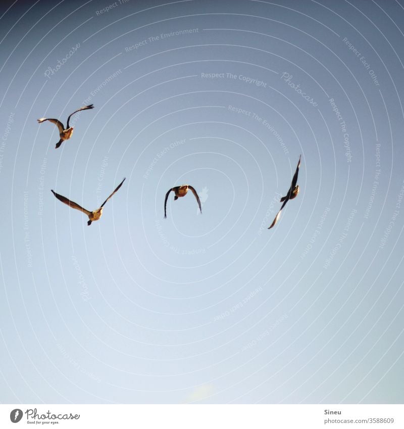 Über den Wolken Vogel Vögel Tier Wildtier Möwe fliegen fliegende Vögel Luft in der Luft Himmel Wolkenloser Himmel blau Bewegung Flügel Freiheit Natur