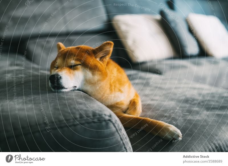 Süßer Rassehund auf dem Sofa liegend bezaubernd shiba inu Hund Haustier Begleiter Reinrassig Lügen gemütlich Raum modern Appartement Plüsch grau weich