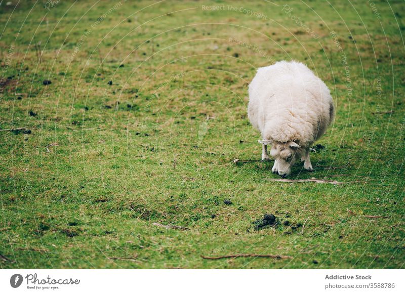 Weisse Schafe grasen auf grünem Rasen Weide Gras Republik Irland Wiese Fell Single weiden Tal malerisch Ackerland heimisch Futter Tier Natur Ackerbau