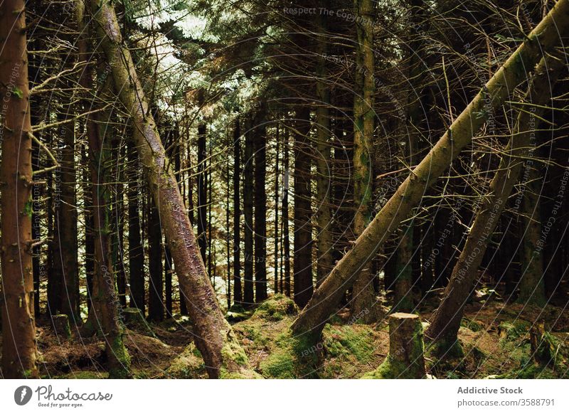 Umgefallene Bäume in nebelverhangenen Nadelwäldern Wald Moos Baum nadelhaltig Republik Irland grün Immergrün majestätisch dunkel wild malerisch tot Wälder Natur