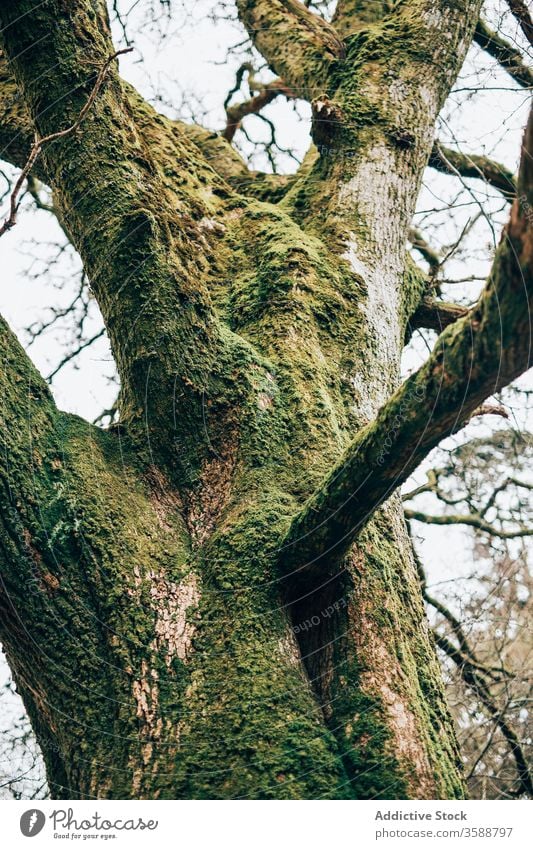 Moschusartiger Baumstamm über ruhigem Feld ländlich Kofferraum Moos Landschaft Republik Irland Natur alt Umwelt Pflanze Windstille vegetieren grün gealtert