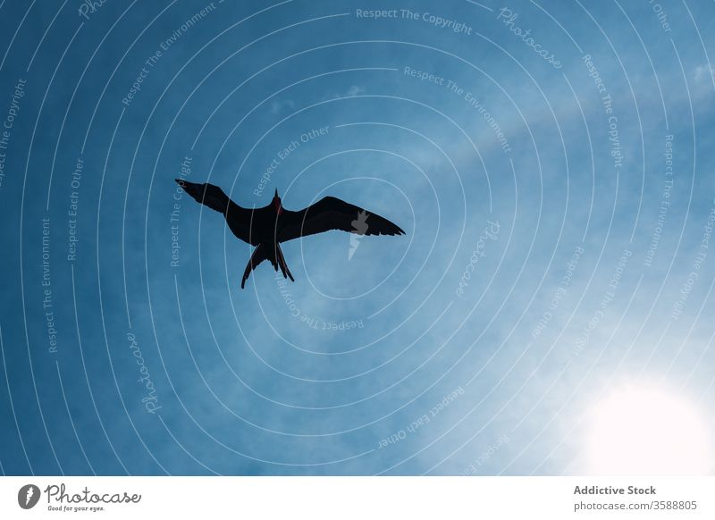 Silhouette aufsteigender Wildmöwen Vogel schweben Fliege Himmel Möwe Umrisslinie übersichtlich hoch Flug hell Sonne malerisch Natur Freiheit Ornithologie Tier