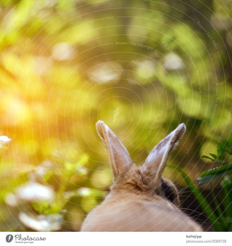 kleinohrhasen Hase & Kaninchen Hasenohren kaninchenohren Osterhase Farbfoto Außenaufnahme Haustier Menschenleer Fell Tiergesicht Säugetier Natur braun Ohr Tag 1
