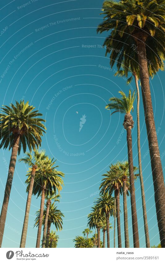 Hohe Palmen von Beverly Hills in Los Angeles r Handfläche Bäume Straße La Baum Kalifornien retro blau Himmel reisen Ansicht Sonne Tourismus USA Laufwerk berühmt