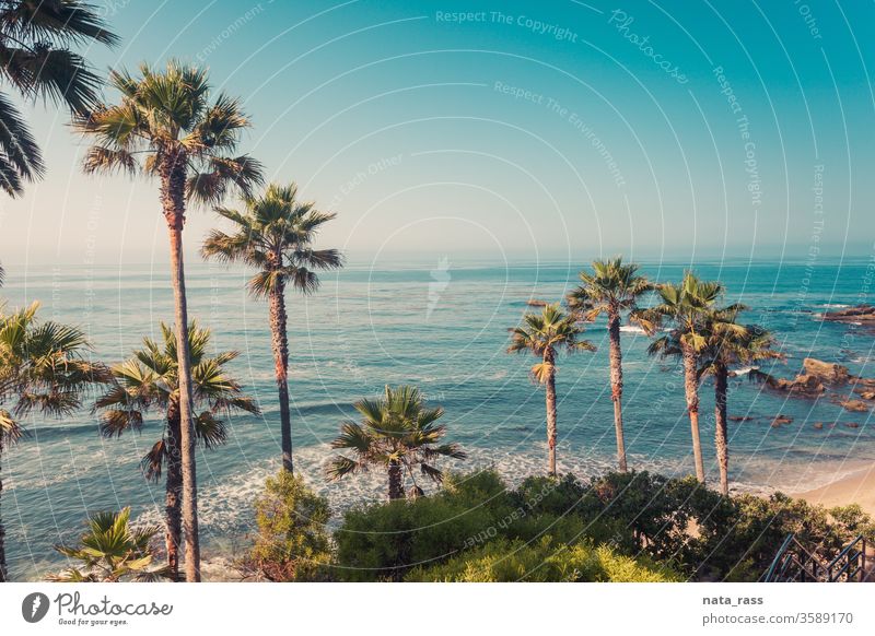 Palmen an der Küste von Laguna Beach Strandlagune Kalifornien Ansicht Orange County Sonnenuntergang Natur Licht blau Farbe Park heidser schön Himmel Pazifik