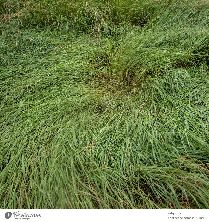 Wie ein Haarwirbel legt sich Gras vom Winde zerzaust spiralförmig in alle Richtungen Wiese Wirbel Sturmschaden flachgelegt grün dominante Farbe