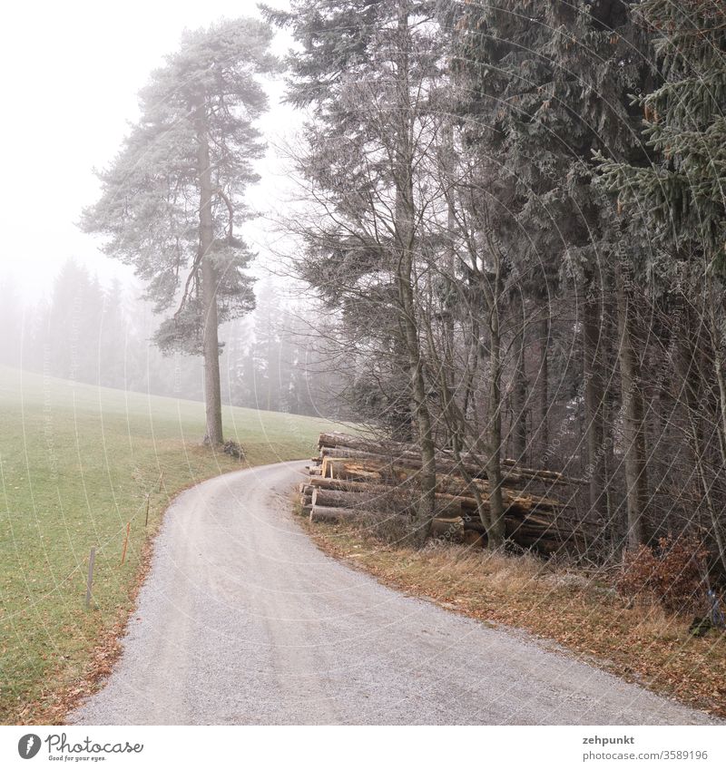 Ein Weg führt vom Beobachter weg, vorbei am Waldrand und einem Holzstapel, und biegt bergab. Das Ganze ist von leichtem Nebel bedeckt. Schneise Herbstwald