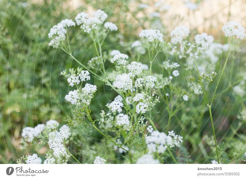 weiße Blüten einer Sommerwiese mit Sonnenschein Wiese grün sommer Frühling blühen Natur Blume Pflanze Nahaufnahme Garten Farbfoto Menschenleer Gras