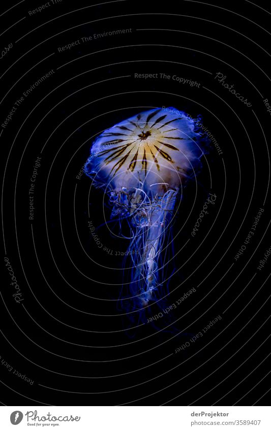 Schwimmende Qualle blau Kontrast Zentralperspektive Tierporträt Nordsee qualleblue jellyfish Tag Tentakel Strukturen & Formen Hintergrund neutral Experiment