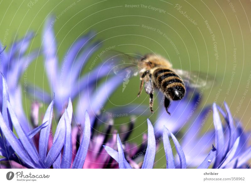 Hummelhintern Landschaft Sommer Blume Kornblume Garten Wiese Tier Biene Flügel 1 wählen beobachten Blühend Duft fliegen Fressen nah blau grün violett