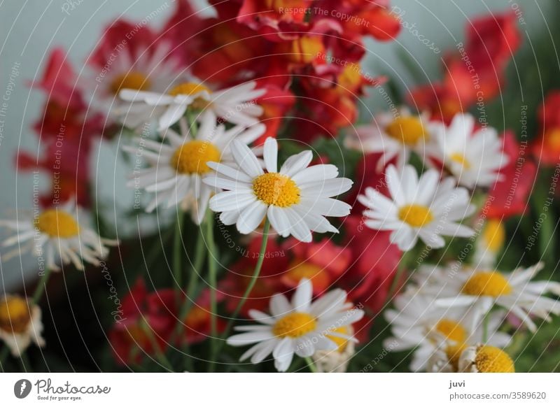 Margeriten und Löwenmaul in Weiß und Rot verschwommen Margerite fokussiert verspielt Blumen Natur Sommer schön gelb rot blüht blühen rot-gelb