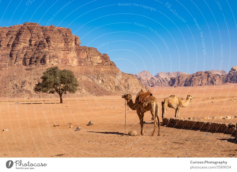 Rastende Kamele, Wüste Wadi Rum, Jordanien. wüst Landschaft Sand reisen Osten Mitte Felsen Natur Tal rot Tourismus Himmel Berge u. Gebirge Ansicht trocknen