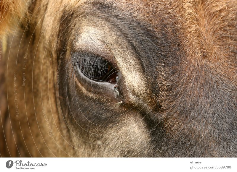 Augenpartie des rechten Auges eines Jungrindes der Rasse Aubrac mit Fliegen Tierauge Augenwimpern Rinderauge Insektenplage Rassemerkmal Fellzeichnung Blick