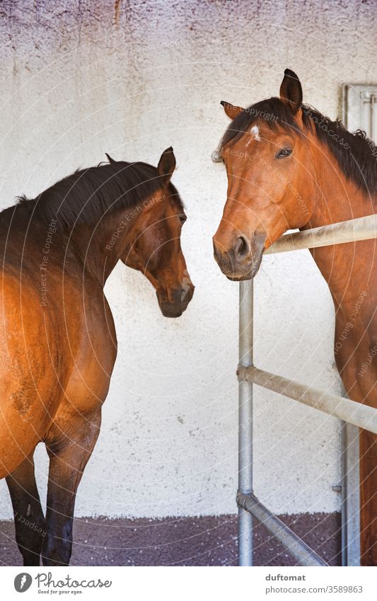 Zwei Pferde im Stall, arroganter Blick Pferdekopf Pferdestall Pferdezucht Pferderücken Boxe braun warten Tier tierisch Tierporträt Reiten Freizeit & Hobby