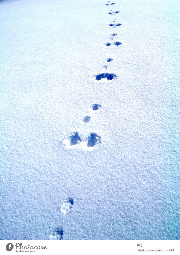 Spuren im Schnee #2 Schneedecke geheimnisvoll Hase (?) Sonne Verfolgung Fährte