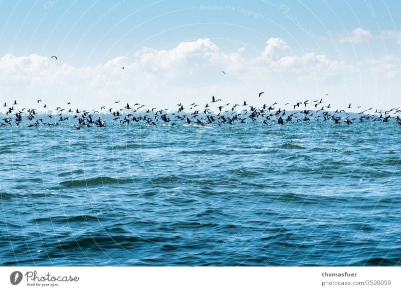 großer Schwarm Kormorane über dem Meer im Anflug auf einen Heringsschwarm Vögel Horizont Wolken Himmel blau Wellen fressen Fischerei Plage