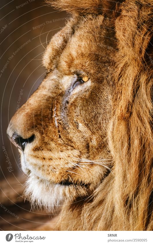 Porträt eines Löwen Tier Raubkatze Säugetier Mähne Maul panthera leo Raubtier Aasfresser wild