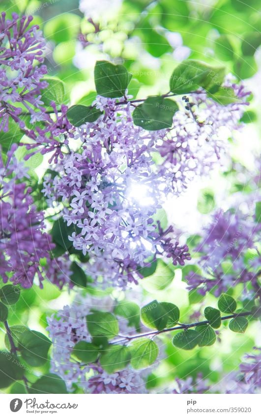zwergflieder Natur Pflanze Sonne Sommer Schönes Wetter Baum Sträucher Fliederbusch Blüte Garten Park hell natürlich schön grün violett Duft Beleuchtung frisch