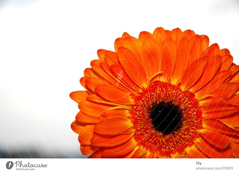 Gerbera orange #2 Blume Makroaufnahme Nahaufnahme Himmel Kontrast satte Farbe Muttertag