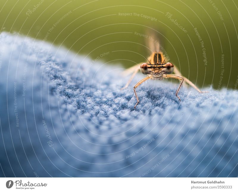 Makroaufnahme einer kleinen gelben Libelle die auf blauen Gewebe sitzt und in das Objektiv blickt. Aufnahme von vorn. Der Fokus liegt auf den Augen der Libelle.