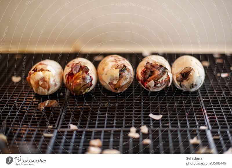 Entenküken schlüpfen aus einem Ei in einem Inkubator. Kultivierung von Geflügel. Federvieh Brutkasten Schraffierung Eier Panzer schmiegend klein wenig Küken