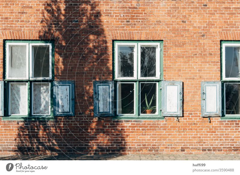 das Schattenspiel an Hauswand mit Agave im Fenster als stiller Statist Stillleben Baum Baumstamm Kontrast Fensterläden Fensterscheibe Altstadt Altbau