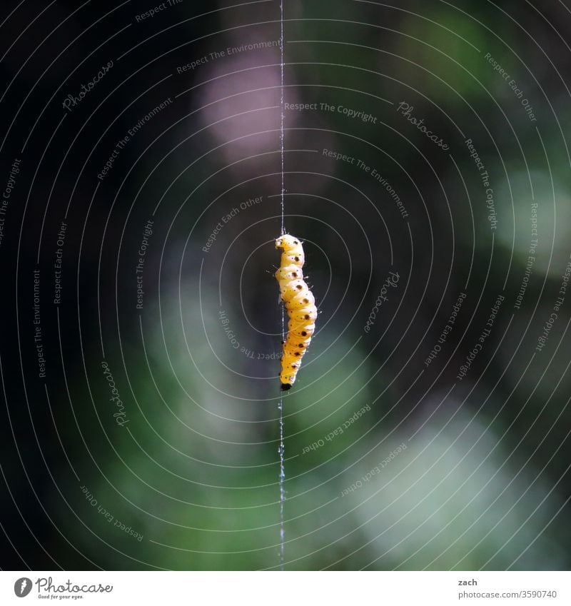 Larve eines Insekts hängt an einem Faden Natur Raupe Tier schwarz gelb Baum grün krabbeln Pflanze Nahaufnahme kriechen Made Seide Wurm verpuppen Methamorphose 1