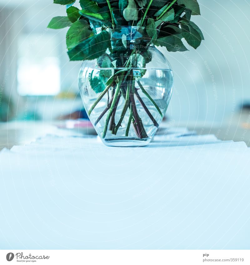 stielvoll Pflanze Blume Stengel Blatt Rose Rosenblätter Dorn blau Vase Blumenvase Glas Wasser Bündel frisch Dekoration & Verzierung Farbfoto Innenaufnahme